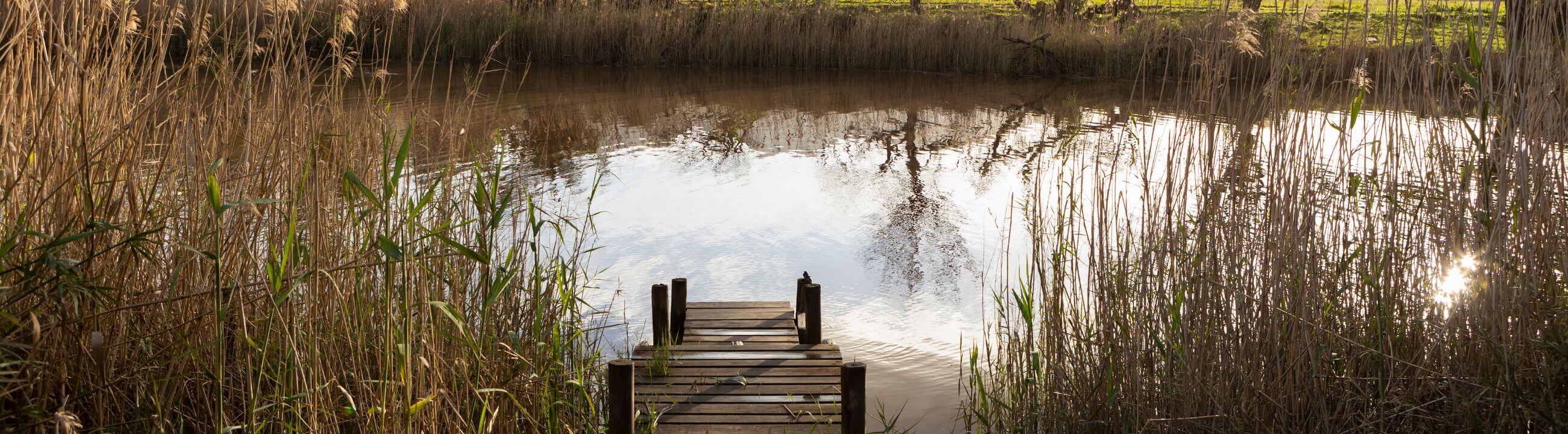 Collection Banner Topwater Köder für Hecht